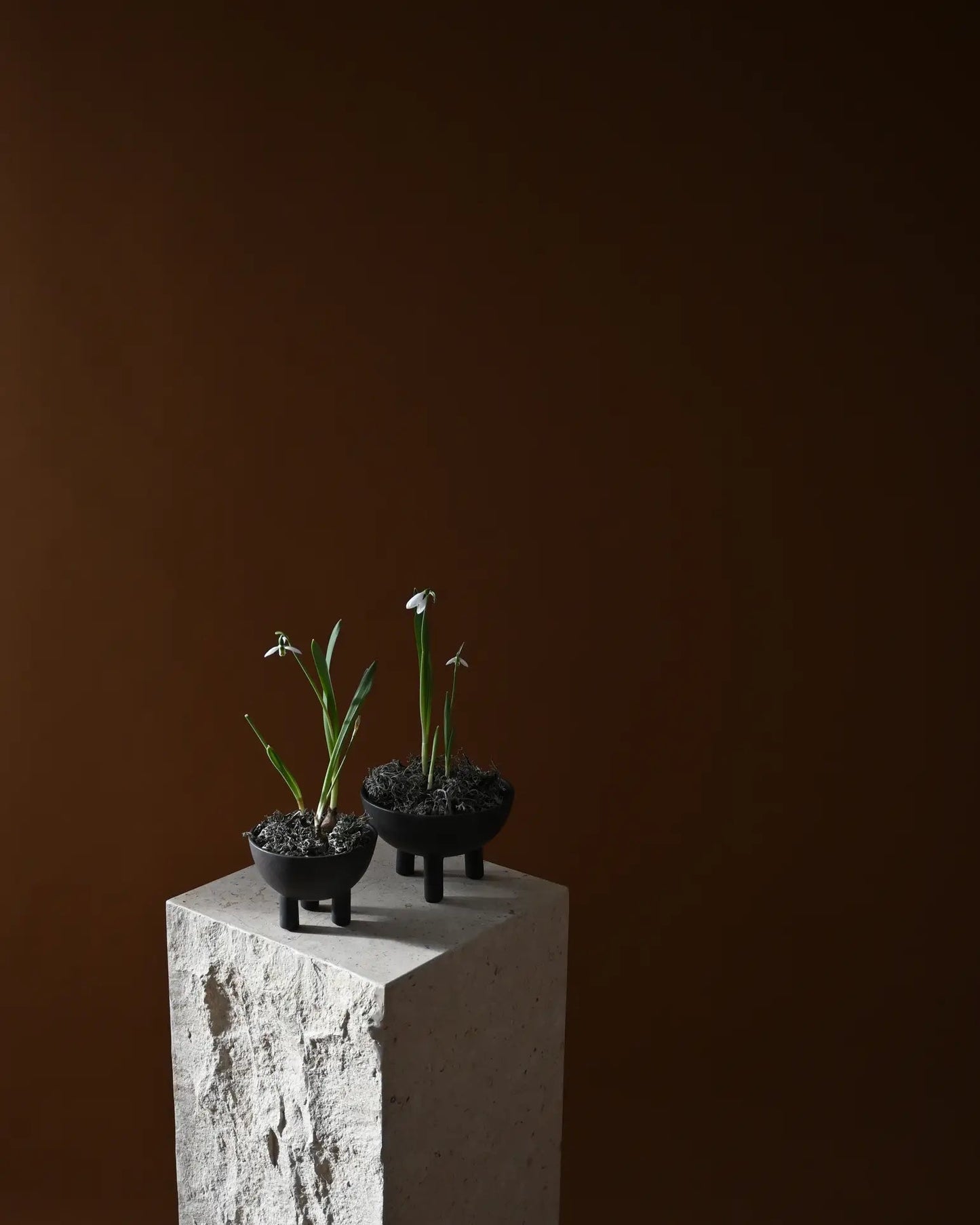 101 Copenhagen - Duck Bowl