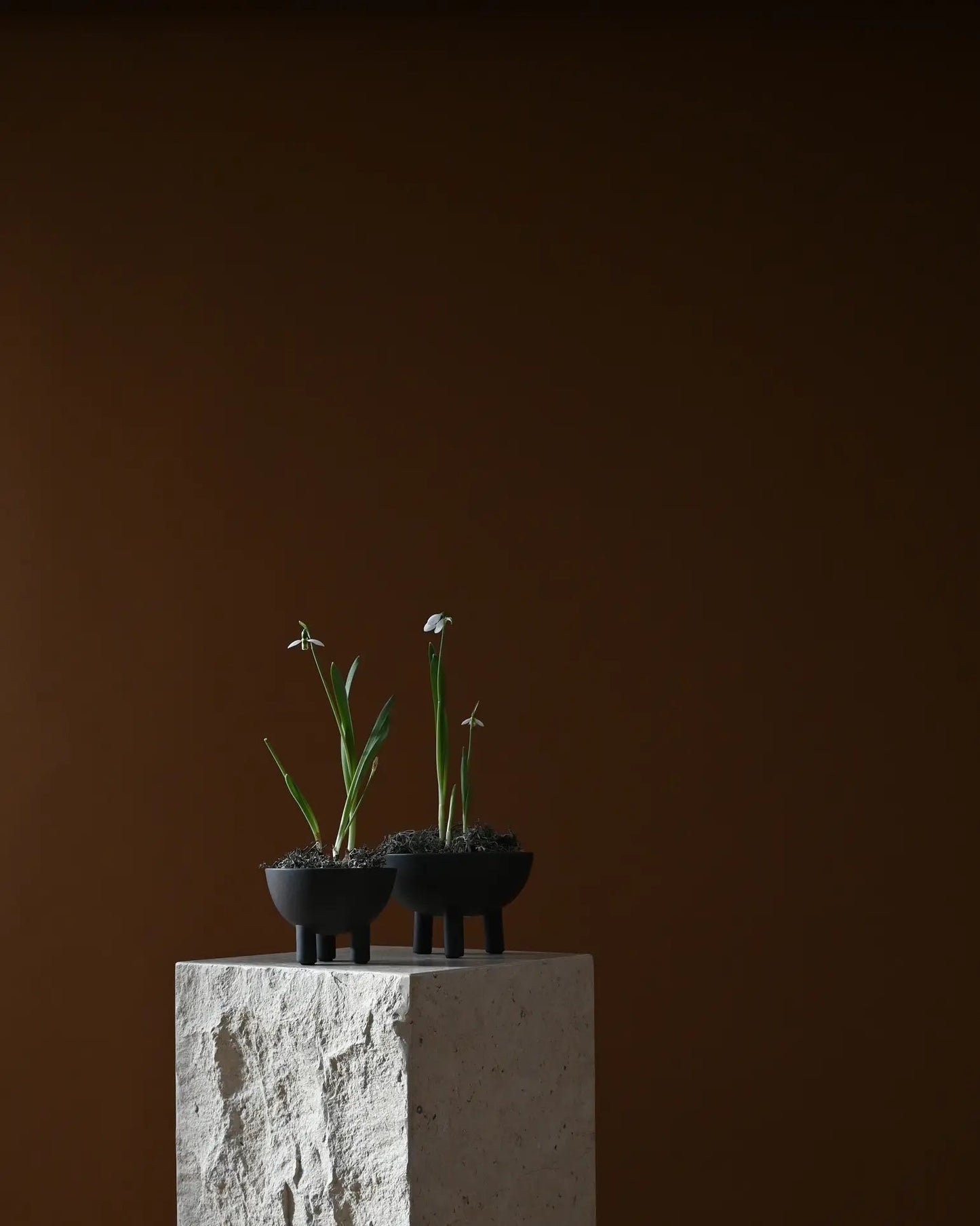 101 Copenhagen - Duck Bowl